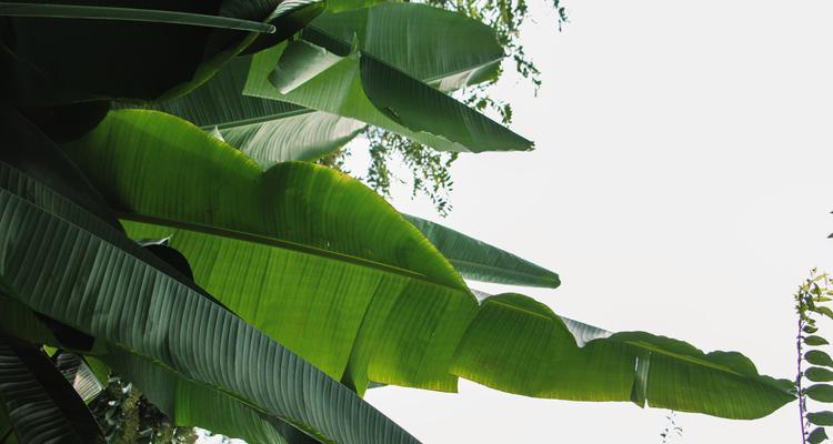 芭蕉树的种植与养殖（掌握方法，打造浓郁热带风情）