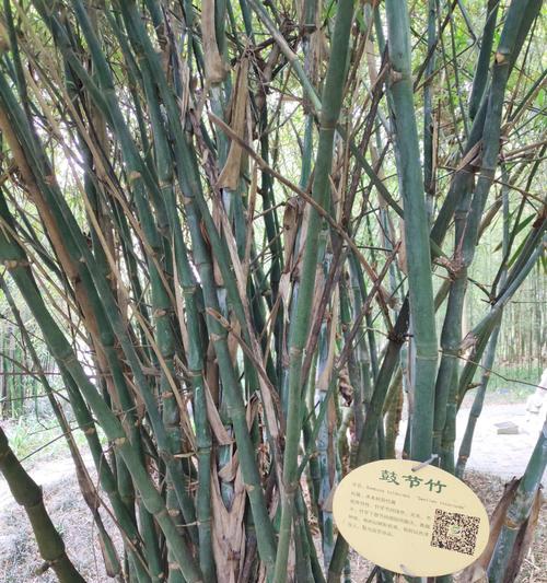 盆栽竹子的品种介绍（了解盆栽竹子的种类，打造绿色家居）
