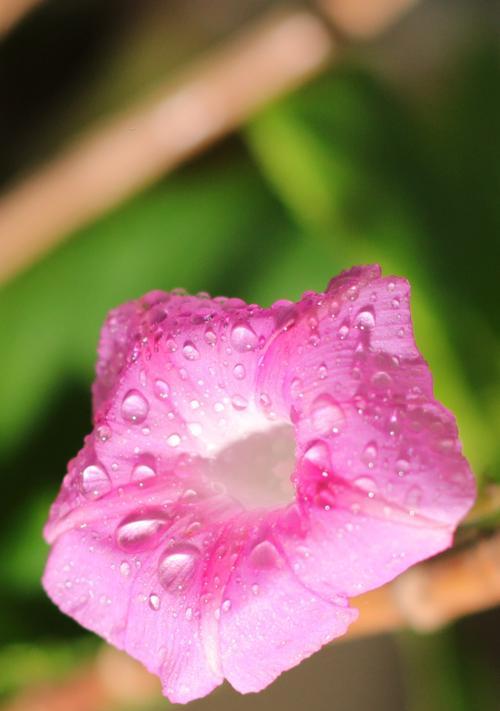 春日花海（探寻春天的美丽花卉）