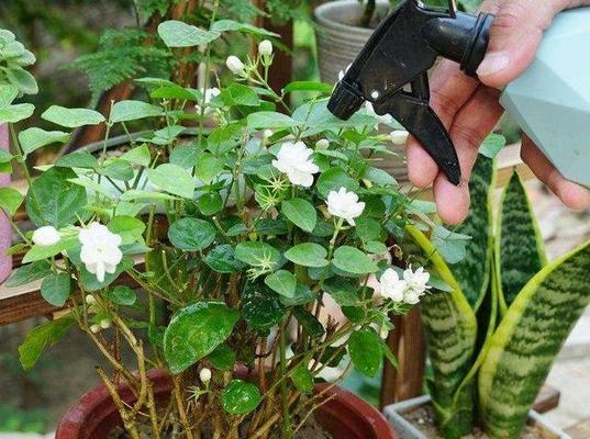 茉莉开花时间及花期长短分析（揭秘茉莉的开花规律及相关知识，助您更好地照顾茉莉花园）