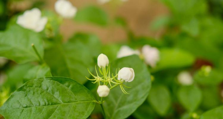 茉莉开花时间及花期长短分析（揭秘茉莉的开花规律及相关知识，助您更好地照顾茉莉花园）