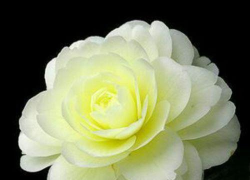 让茶花色艳如锦的秘密（揭开花卉美容的神秘面纱）