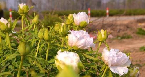 牡丹花不需要根就能生长吗？（探究牡丹花的奇特生长方式）