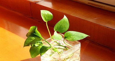 常见水培植物的养护方法（打造绿色生活，从水培植物开始）