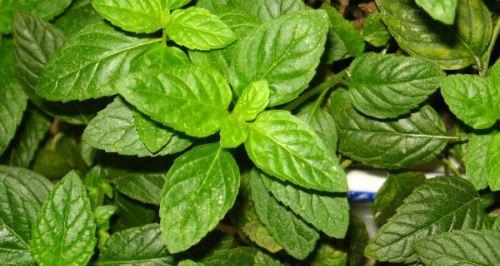 如何养护薄荷（薄荷生长的关键）