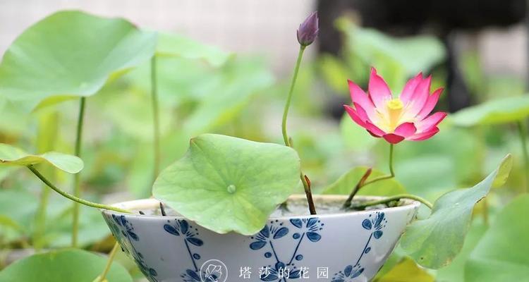 四季碗莲种植方法剖析（打造一个花香四溢的私家花园）