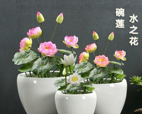 四季碗莲种植方法剖析（打造一个花香四溢的私家花园）