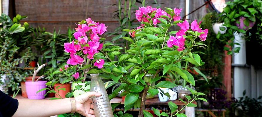 花卉养殖方法与注意（打造美丽的家园——从花卉养殖开始）