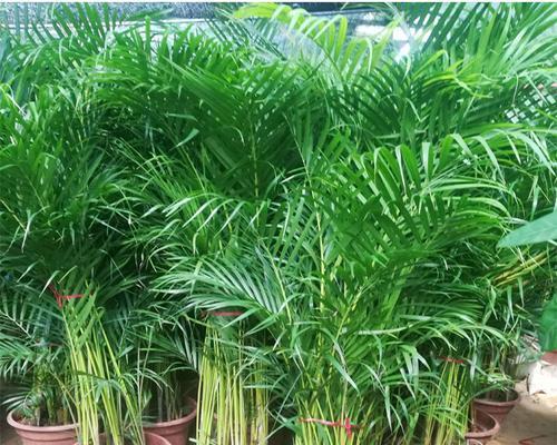 凤尾竹与散尾葵的区别（探究两种植物的特点及应用）
