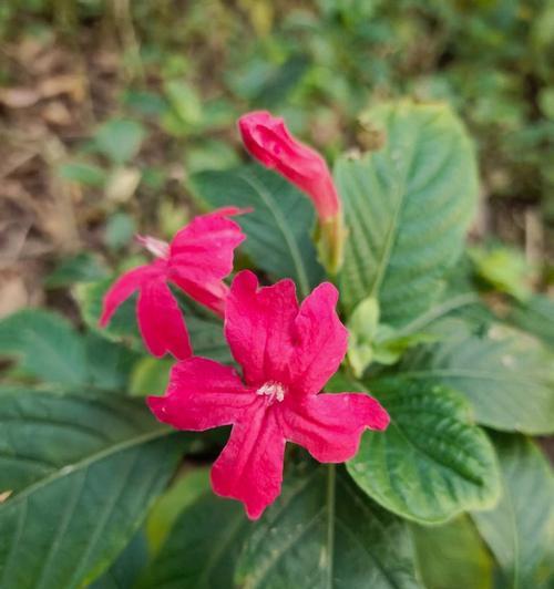 大花芦莉养殖指南（全面了解大花芦莉，轻松养出美丽庭院）