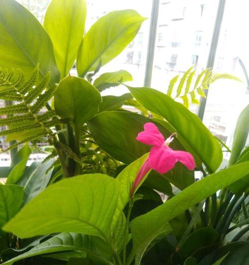 大花芦莉养殖指南（全面了解大花芦莉，轻松养出美丽庭院）