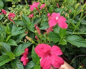 大花芦莉养殖指南（全面了解大花芦莉，轻松养出美丽庭院）