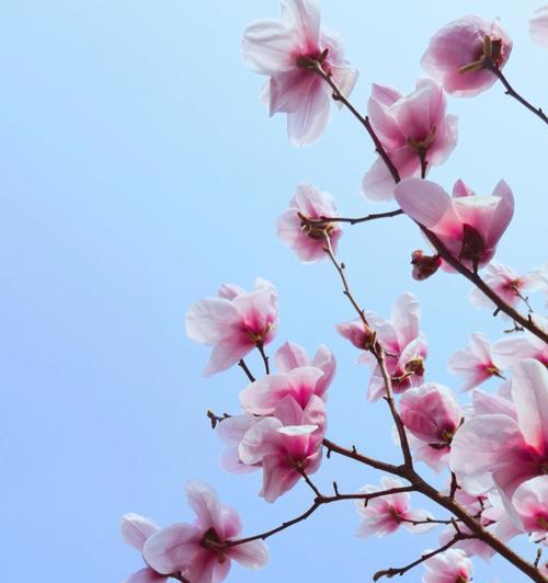 玉兰花的种植技巧（从选地到管理全方位指南，助你轻松种出美丽的玉兰花）