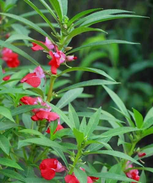 凤仙花果实颜色之谜（探寻凤仙花果实的颜色变化与意义）