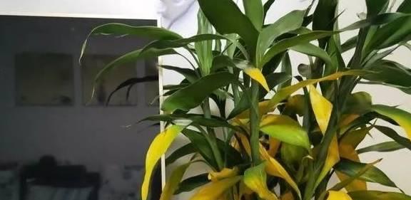 如何正确养护富贵竹，避免黄叶现象（从光照、温度、浇水、肥料等方面让您的富贵竹保持良好状态）
