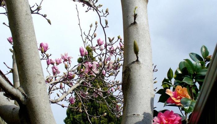 广玉兰树的种植方法（打造美丽庭院的必备技巧）