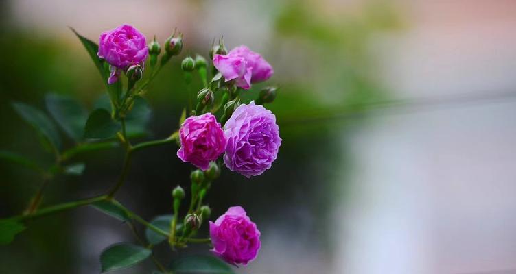 蔷薇花的最佳种植时间（掌握正确时间，让蔷薇花绽放更美丽）