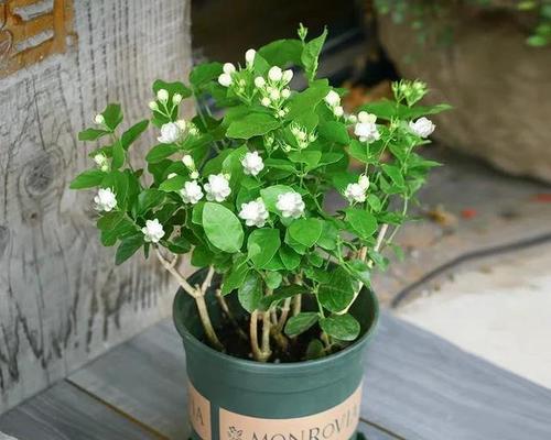 茉莉花养殖全攻略（浇水须知，让茉莉花美丽绽放）