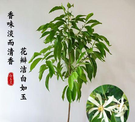白兰花盆栽（白兰花的养护和繁殖方法）