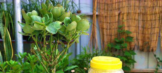 长寿花养殖全攻略（从种植到繁殖，这里都有你想要的）