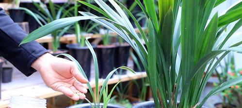 怎样养殖健康的凤梨兰花（从土壤到光照，打造最适合凤梨兰花的生长环境）