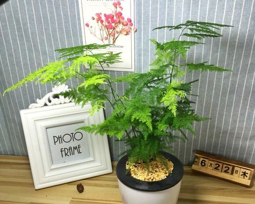 室内空气净化的最佳植物（这些植物能让你家的空气更加清新）