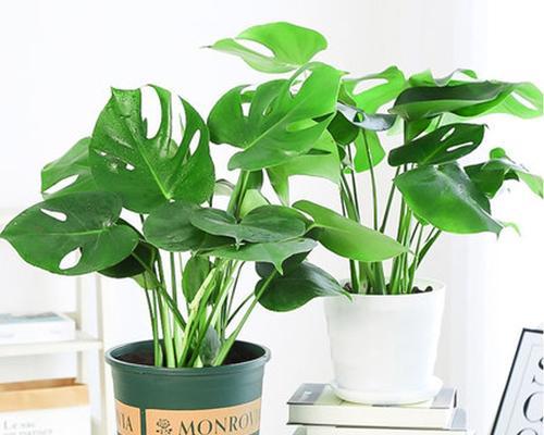 室内空气净化的最佳植物（这些植物能让你家的空气更加清新）