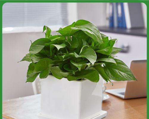 室内空气净化的最佳植物（这些植物能让你家的空气更加清新）