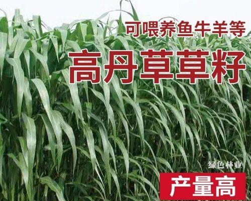 高丹草种植全攻略（高丹草的优点、种植技术、施肥方法以及注意事项）