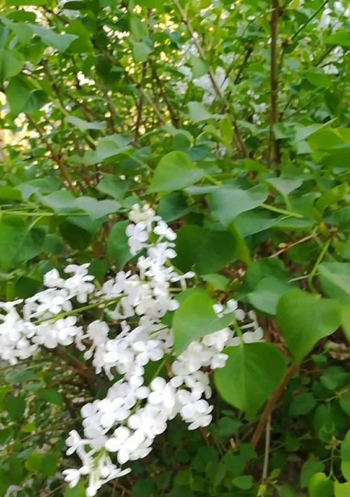 丁香花期之长（了解丁香花期，美丽亦不久长）