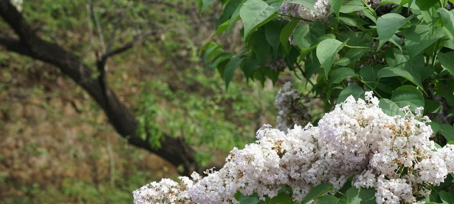 丁香花期之长（了解丁香花期，美丽亦不久长）