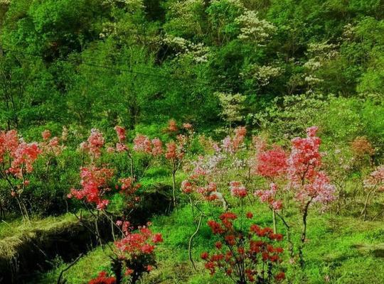 野生杜鹃花的种植与繁殖（在家中品尝山间美景，学习如何种植野生杜鹃花）