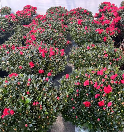 野生杜鹃花的种植与繁殖（在家中品尝山间美景，学习如何种植野生杜鹃花）