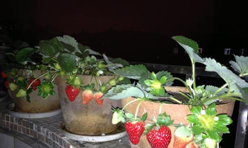 家庭阳台草莓种植指南（打造自己的甜蜜小农场，享受阳台采摘的乐趣）