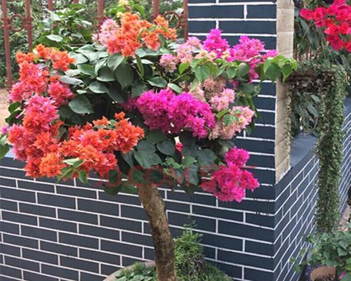 庭院盆栽花卉的管理与养护（让你的庭院花园更美丽）