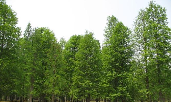 杉树种植技术与管理（培育优质杉木，享受高效经济效益）