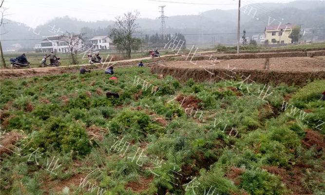 杉树种植技术与管理（培育优质杉木，享受高效经济效益）