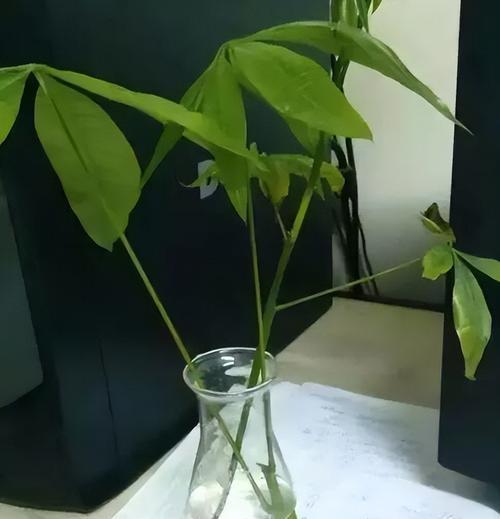 水培植物（如何保证水培植物健康生长？）