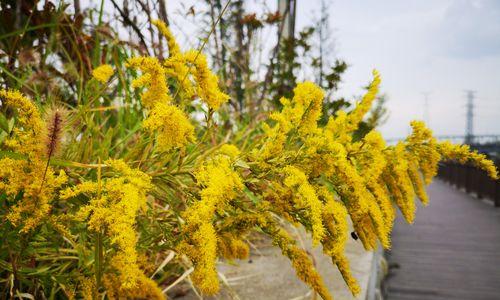 秋天的花（美丽的季节，灿烂的花朵）