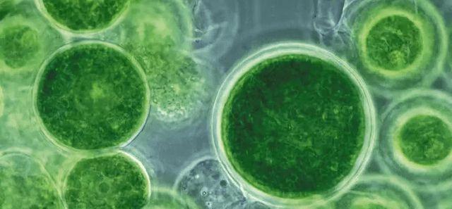 藻类植物的丰富多样性（从海洋到陆地，揭示藻类植物的主要特征）