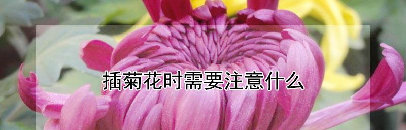 菊花修剪与瓶插技巧（如何让菊花在瓶中绽放美丽芳香）