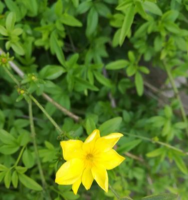 迎春花的奇妙果实（探秘迎春花的果实奇妙之处）