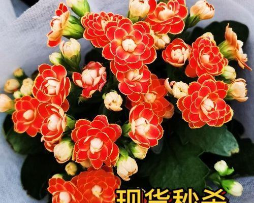 室内养花指南（选择适宜花卉，装饰居室环境更美好）