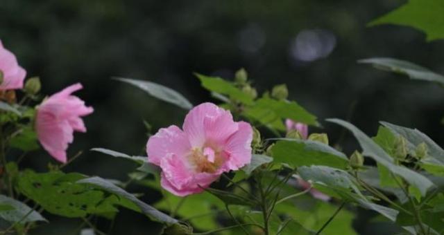 木芙蓉花嫁接繁殖探究（嫁接木芙蓉，繁殖美丽之花；探索嫁接木芙蓉花的方法与技巧）