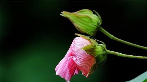 木芙蓉花嫁接繁殖探究（嫁接木芙蓉，繁殖美丽之花；探索嫁接木芙蓉花的方法与技巧）