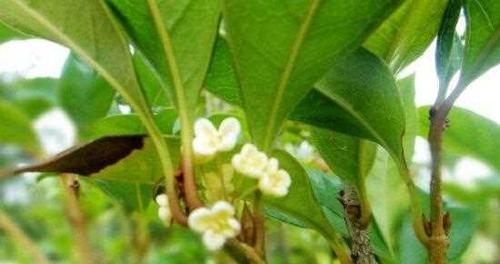 如何成功养殖出健康的桂花树（学习桂花树养护方法，培育出美丽香甜的桂花）