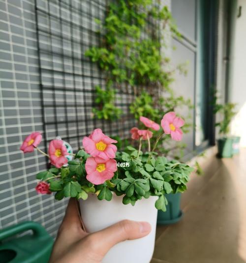 发现酢浆草花期最长的品种（探寻最美长达数月的紫色海洋）