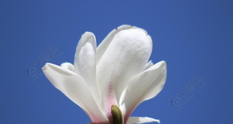 白玉兰开花时间及特点（春日迎来一年一度花海盛宴，白玉兰绽放不同寻常的美丽）