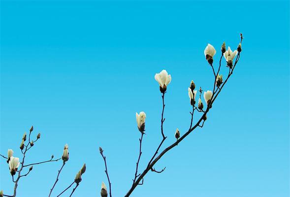 白玉兰开花时间及特点（春日迎来一年一度花海盛宴，白玉兰绽放不同寻常的美丽）