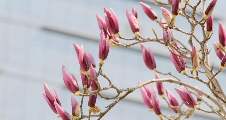 白玉兰开花时间及特点（春日迎来一年一度花海盛宴，白玉兰绽放不同寻常的美丽）